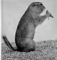 Un gopher avec du manger